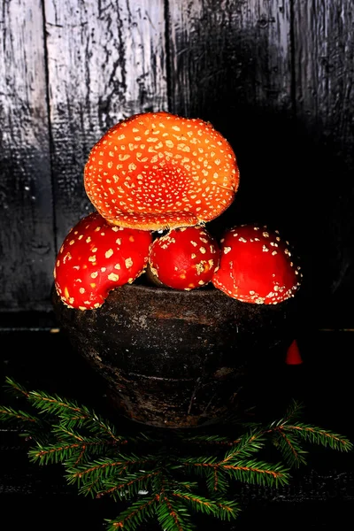 Funghi velenosi mosca agarici in una pentola di ghisa grigia vintage su uno sfondo di legno nero ingrediente per pozioni magiche — Foto Stock