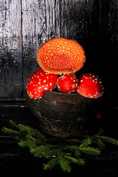 Mosca venenosa cogumelos agáricos em um pote de ferro fundido cinza vintage em um ingrediente de fundo de madeira preta para poções mágicas — Fotografia de Stock