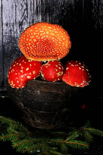 Champignons agariques mouches toxiques dans un pot vintage en fonte grise sur un fond en bois noir ingrédient pour potions magiques — Photo