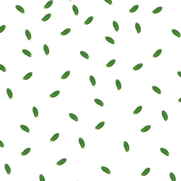 Mint mönster isolerad på vit bakgrund ovanifrån av en platt stil — Stockfoto