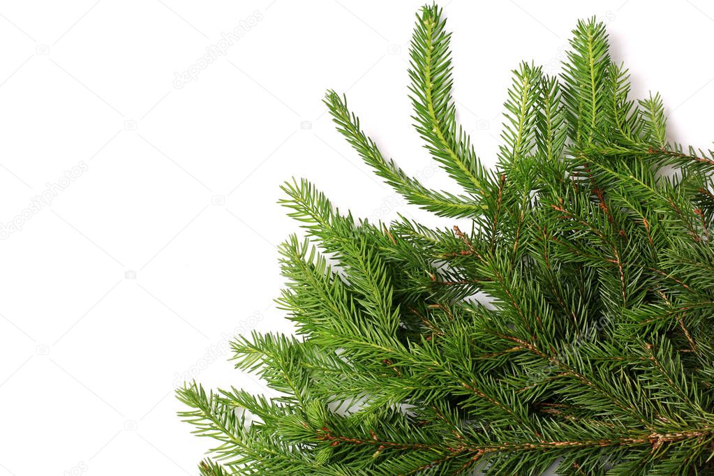 fir tree isolated white background