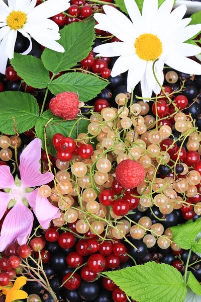 Свежие ягоды и цветы. Летний фон — стоковое фото