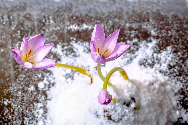 Erste Frühlingsblumen im Schnee — Stockfoto