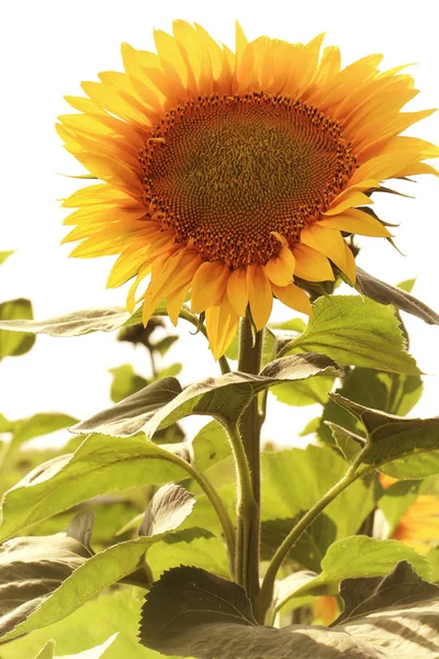 Zonnebloem in zomer dag veld — Stockfoto
