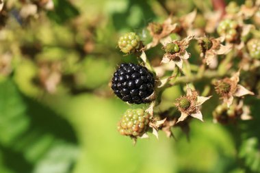 BlackBerry berry bir Bush bir yaz günü