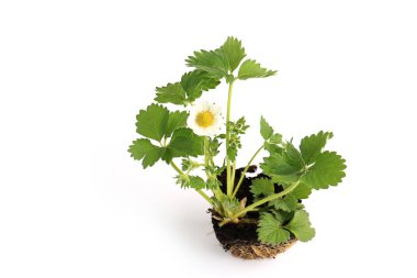 Strawberry seedling with flower isolated on white background clipart