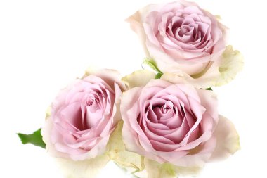 Beyaz arka plan üzerinde izole retro gül shabby chic