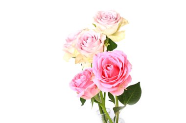 Pembe Gül beyaz arka plan üzerinde seçici yumuşak odak izole