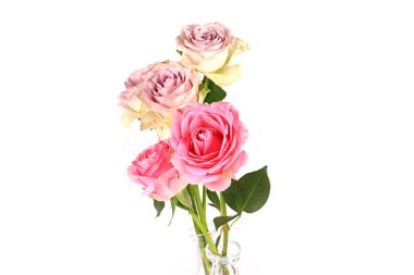 Pembe Gül beyaz arka plan üzerinde seçici yumuşak odak izole