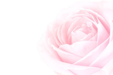 pembe Gül nazik arka plan
