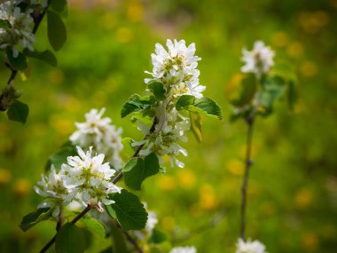 Amelanchier ağaç çiçek bahçesinde. Yaz arka plan. Bahar. Çiçekli dal