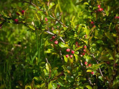 Tomurcuklu çiçekli Japonca ayva bahçede. Yaz arka plan. Bahar. Çiçekli dal