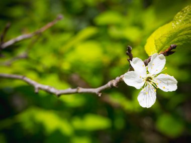 Çiçek açması kırmızı elma Çince. Bahçede bir ağaç rengi. Yaz arka plan. Bahar. Çiçekli dal