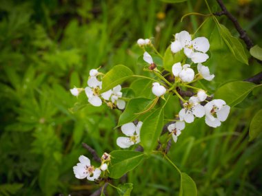Çiçek açması armut ağacı. Yaz arka plan. Bahar. Çiçekli dal