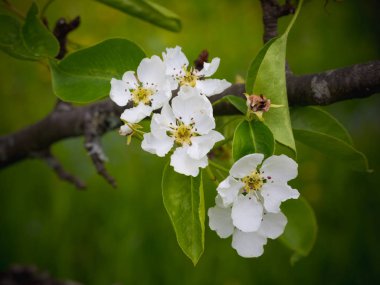 Çiçek açması armut ağacı. Yaz arka plan. Bahar. Çiçekli dal
