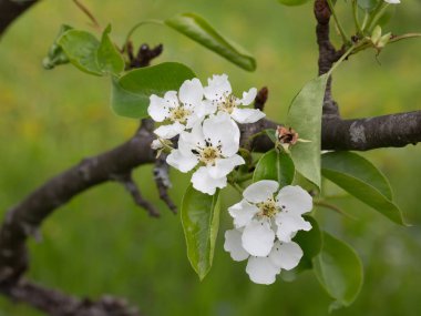 Çiçek açması armut ağacı. Yaz arka plan. Bahar. Çiçekli dal