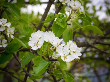 Çiçek açması armut ağacı. Yaz arka plan. Bahar. Çiçekli dal