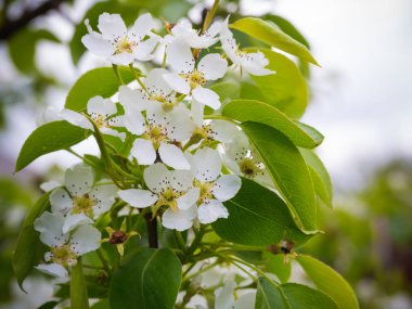 Çiçek açması armut ağacı. Yaz arka plan. Bahar. Çiçekli dal