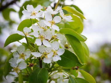 Çiçek açması armut ağacı. Yaz arka plan. Bahar. Çiçekli dal
