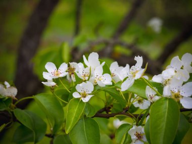 Çiçek açması armut ağacı. Yaz arka plan. Bahar. Çiçekli dal