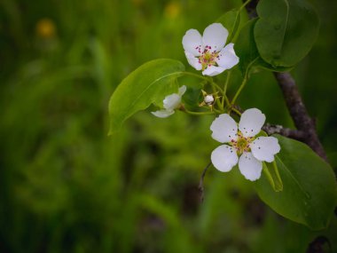 Çiçek açması armut ağacı. Yaz arka plan. Bahar. Çiçekli dal