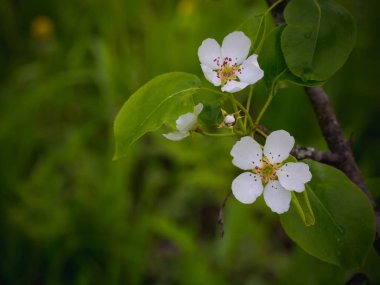 Çiçek açması armut ağacı. Yaz arka plan. Bahar. Çiçekli dal