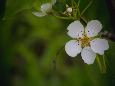 Bir armut çiçekler. Yaz arka plan. Bahar. Çiçekli dal