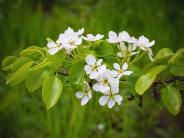 Bir armut çiçekler. Yaz arka plan. Bahar. Çiçekli dal