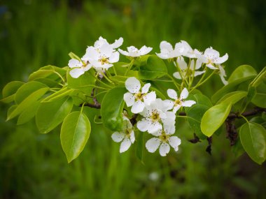 Bir armut çiçekler. Yaz arka plan. Bahar. Çiçekli dal