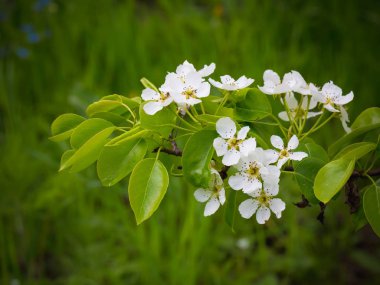 Bir armut çiçekler. Yaz arka plan. Bahar. Çiçekli dal