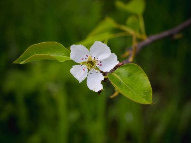 Bir armut çiçekler. Yaz arka plan. Bahar. Çiçekli dal
