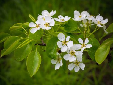Bir armut çiçekler. Yaz arka plan. Bahar. Çiçekli dal