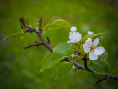 Bir armut çiçekler. Yaz arka plan. Bahar. Çiçekli dal