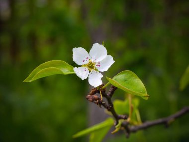 Bir armut çiçekler. Yaz arka plan. Bahar. Çiçekli dal