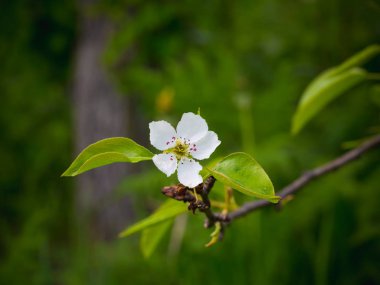 Bir armut çiçekler. Yaz arka plan. Bahar. Çiçekli dal