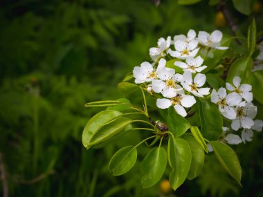 Bir armut çiçekler. Yaz arka plan. Bahar. Çiçekli dal