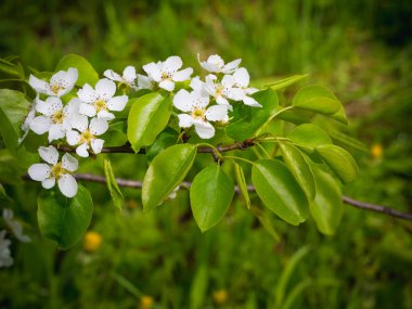 Bir armut çiçekler. Yaz arka plan. Bahar. Çiçekli dal