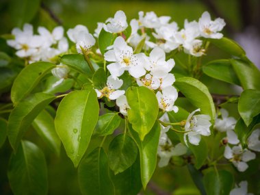 Bir armut çiçekler. Yaz arka plan. Bahar. Çiçekli dal