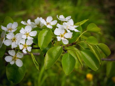 Bir armut çiçekler. Yaz arka plan. Bahar. Çiçekli dal