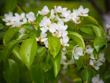 Bir armut çiçekler. Yaz arka plan. Bahar. Çiçekli dal