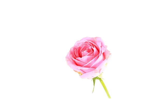 Pink rose isolated on white background — Stock Photo, Image