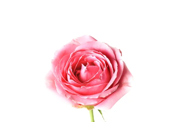 Růžová růže izolované na bílém pozadí — Stock fotografie