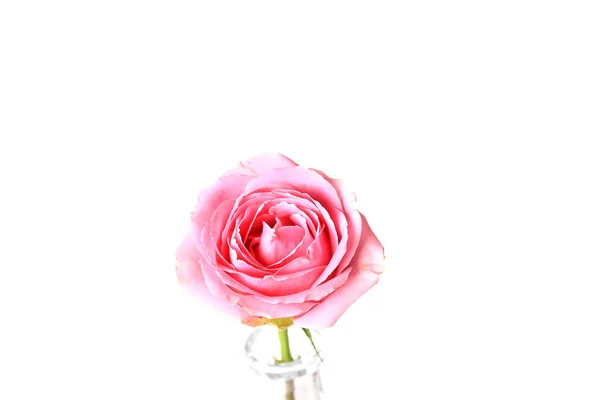 Pink Rose geïsoleerd op witte achtergrond — Stockfoto