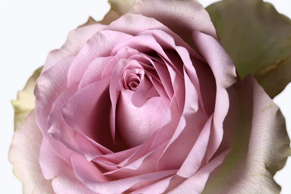 Ретро троянда пухнастий шикарний ніжний квітковий фон — стокове фото