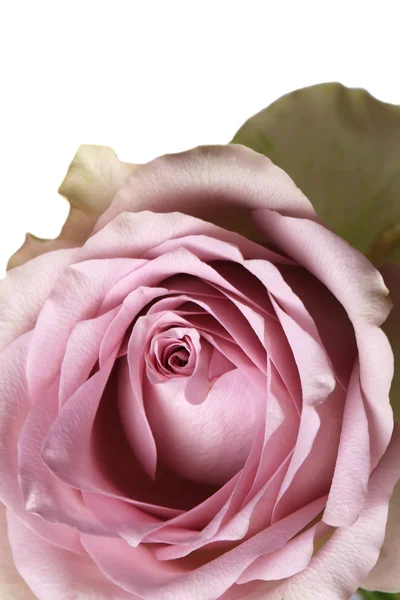 Retro rose shabby chic delikatnym kwiatowym tle — Zdjęcie stockowe