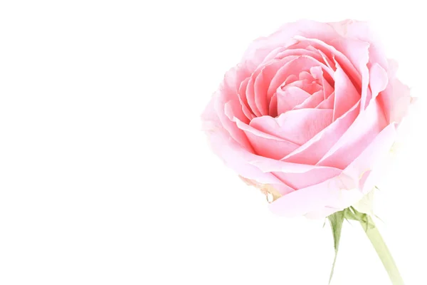 Růžová růže izolované na bílém pozadí — Stock fotografie