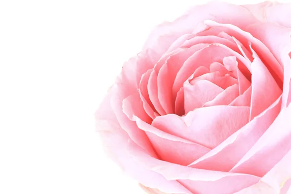 Sanfter Hintergrund von rosa Rose — Stockfoto