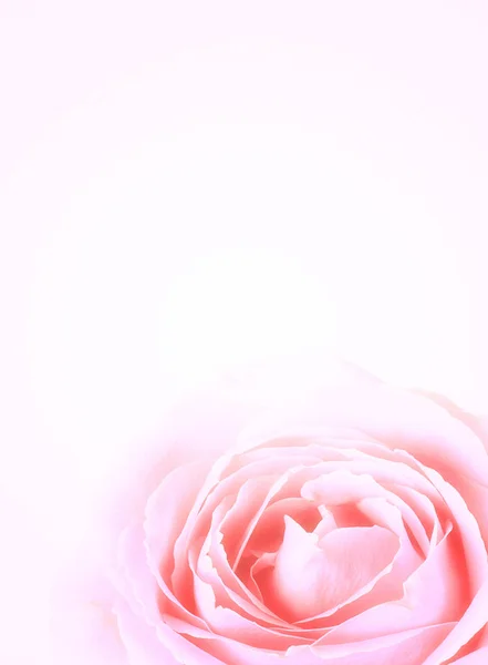Zachte achtergrond van roze roos — Stockfoto