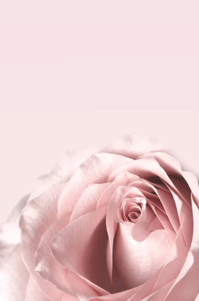 Retro rosa shabby chique delicado fundo flor — Fotografia de Stock