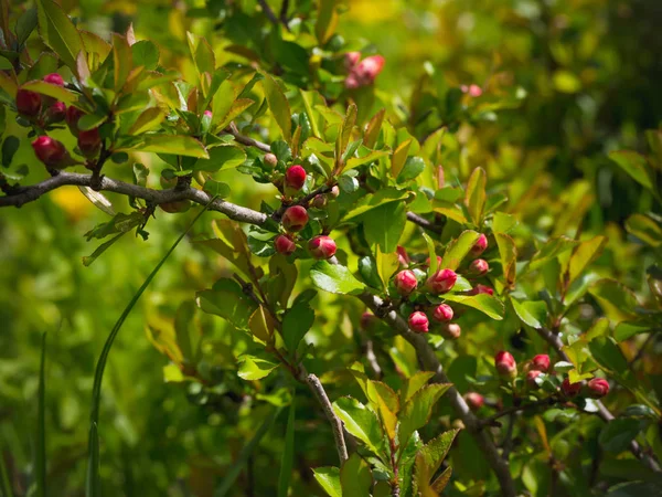Tomurcuklu çiçekli Japonca ayva bahçede. Yaz arka plan. Bahar. Çiçekli dal